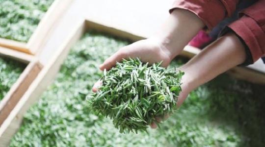 如何辨別茶葉優(yōu)劣